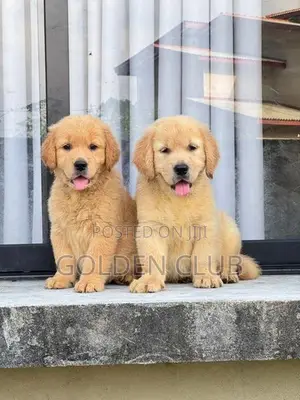 Golden Retriever Puppy