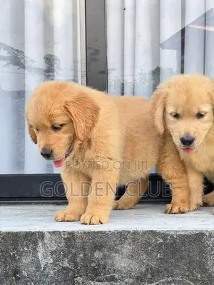 Golden Retriever Puppy