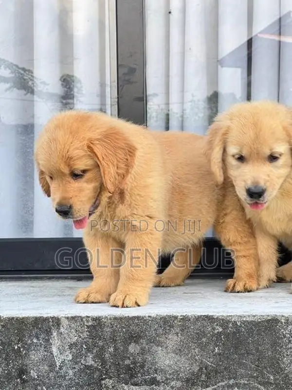 Golden Retriever Puppy