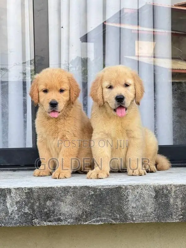 Golden Retriever Puppy