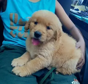 Golden Retriever Puppies