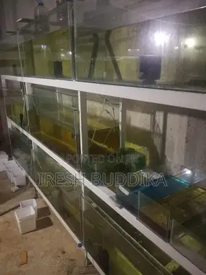 Fish Tanks