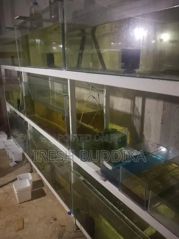 Fish Tanks