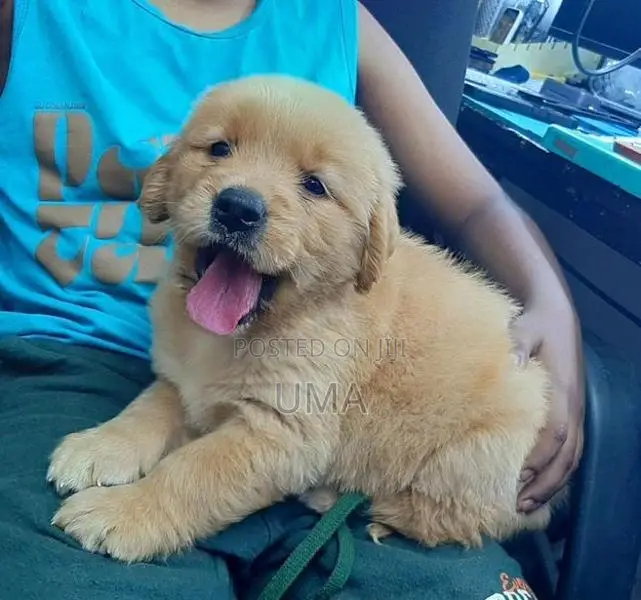 Golden Retriever Puppies