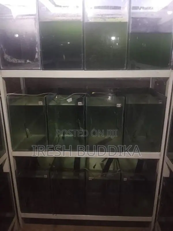 Fish Tanks