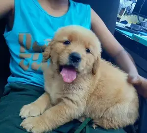 Golden Retriever Puppies