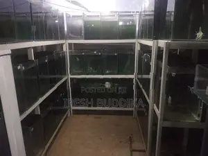 Fish Tanks