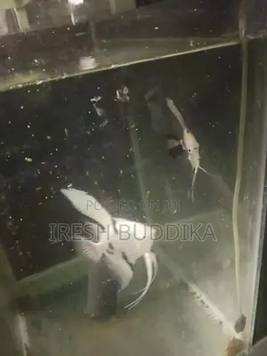 Fish Tanks