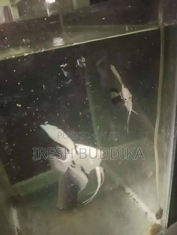 Fish Tanks