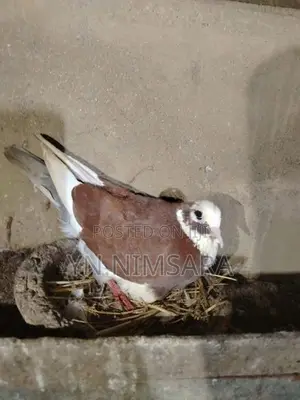 Pigeon
