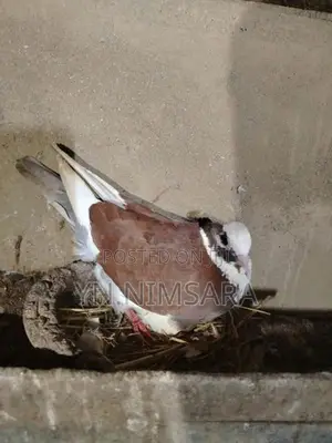 Pigeon