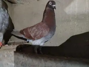 Pigeon