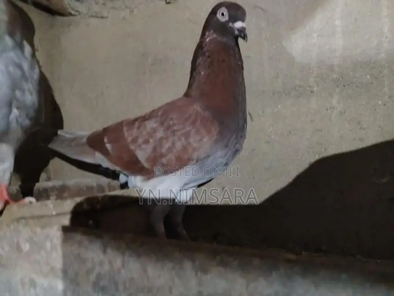Pigeon