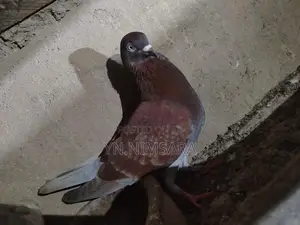 Pigeon