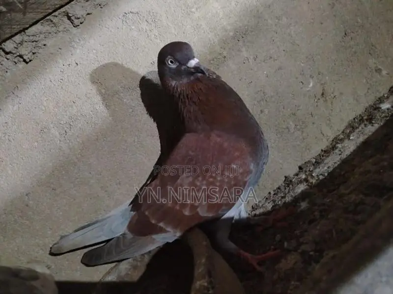 Pigeon