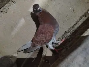 Pigeon