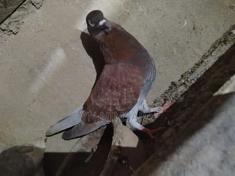 Pigeon