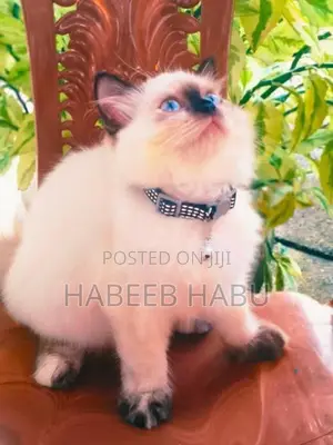 Persian Cat
