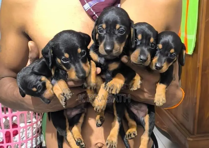 Dachshund Puppies