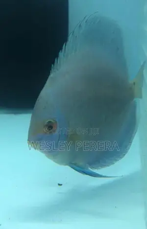 Discus Fish