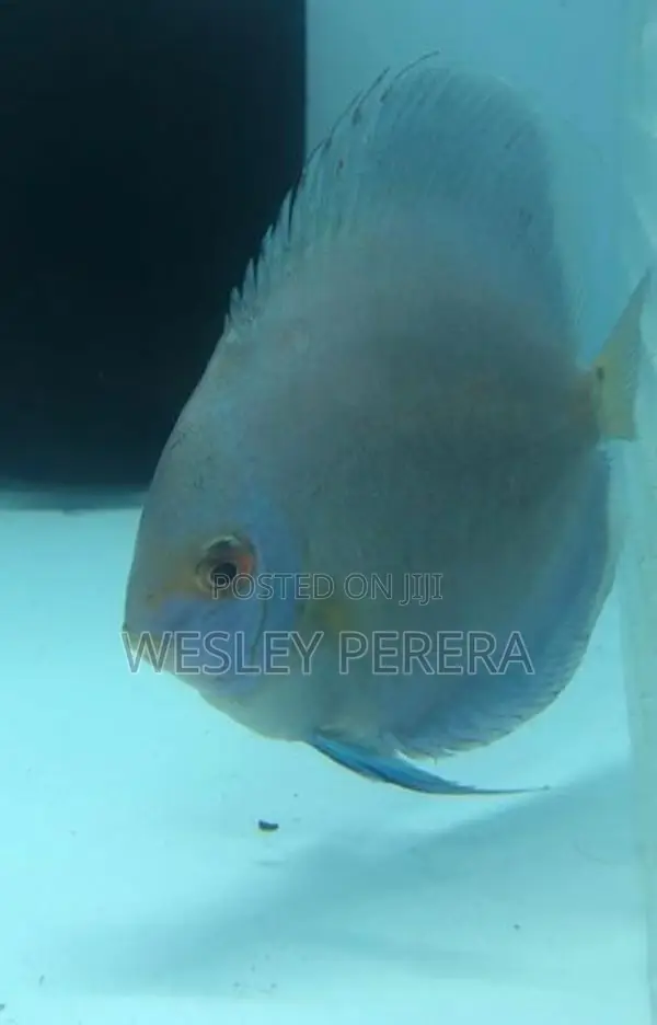 Discus Fish
