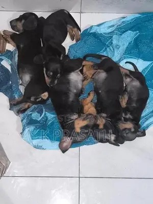 Dachshund Puppies
