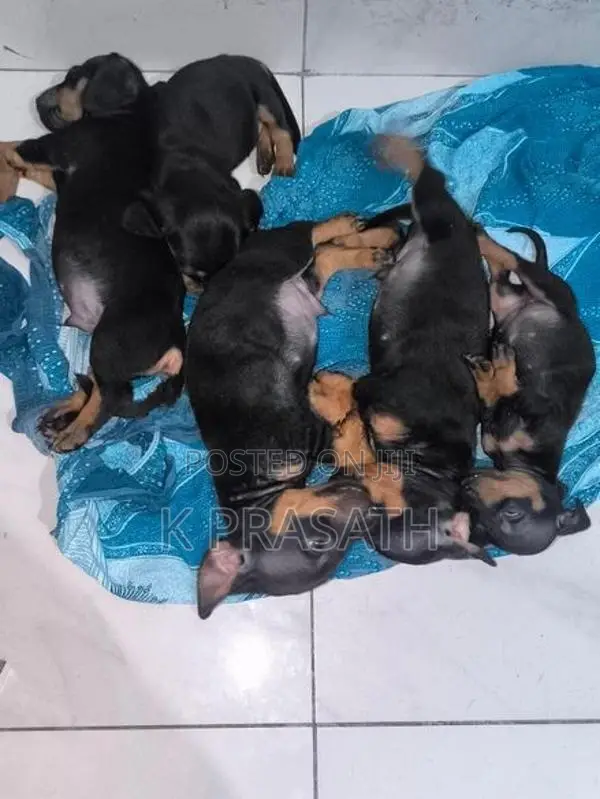Dachshund Puppies