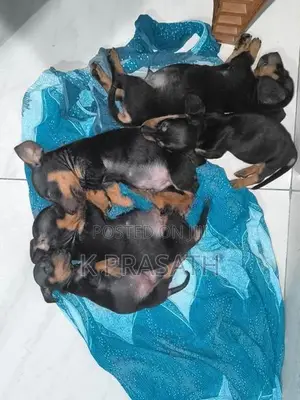 Dachshund Puppies