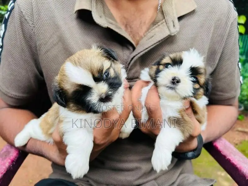 Shih Tzu Puppy