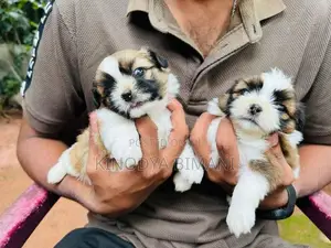 Shih Tzu Puppy
