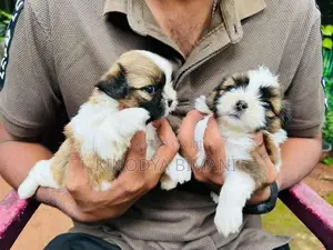 Shih Tzu Puppy