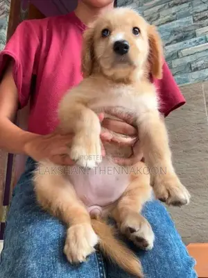 Golden Retriever Female Puppy