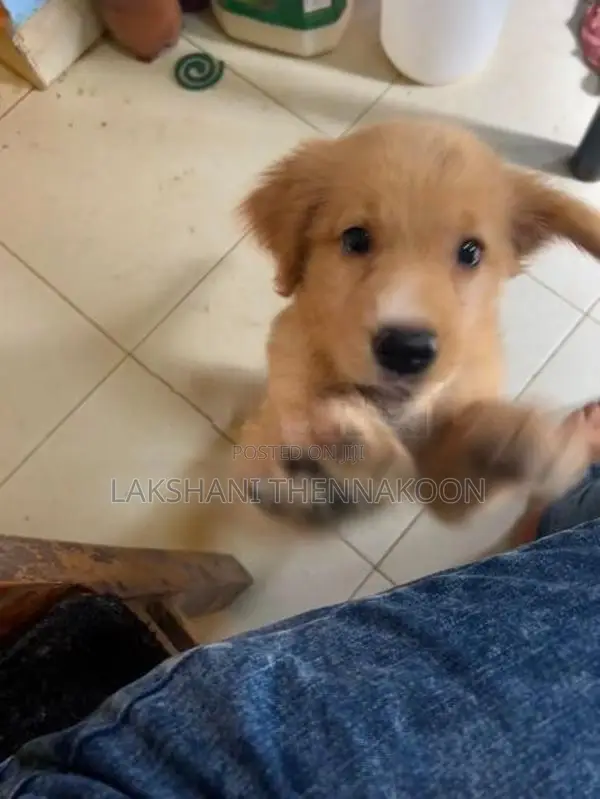 Golden Retriever Female Puppy