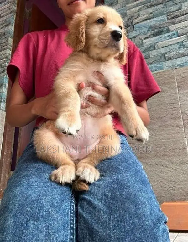 Golden Retriever Female Puppy