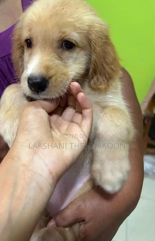 Golden Retriever Female Puppy