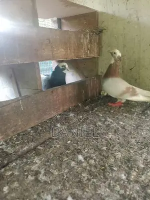 Pigeon