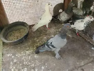 Pigeon