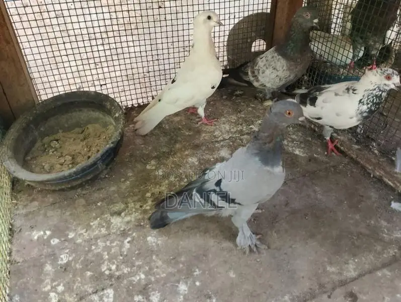Pigeon
