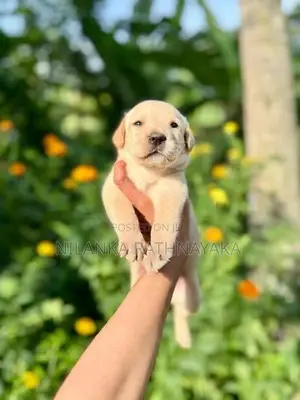 Labrador Puppies