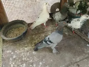 Pigeon