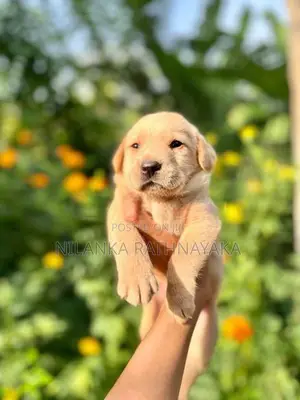 Labrador Puppies