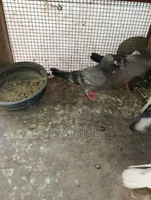 Pigeon