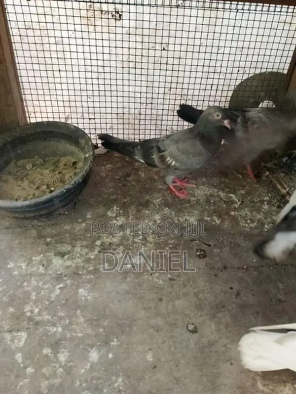 Pigeon