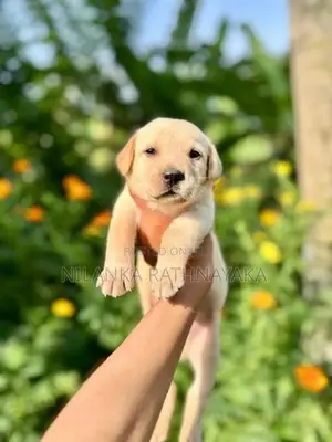 Labrador Puppies