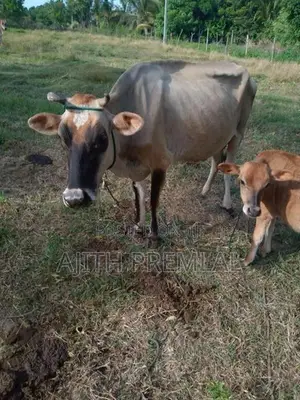 කිරි ගවයින්