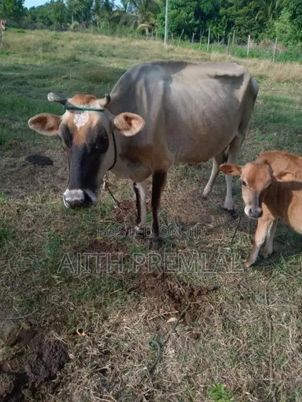කිරි ගවයින්