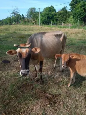 කිරි ගවයින්
