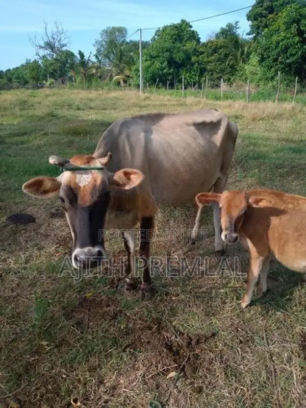 කිරි ගවයින්