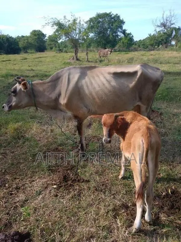 කිරි ගවයින්