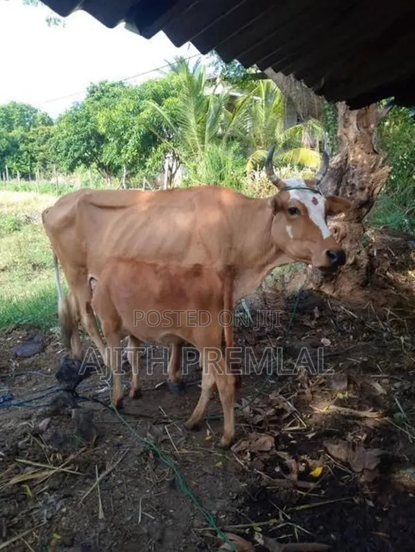 කිරි ගවයින්